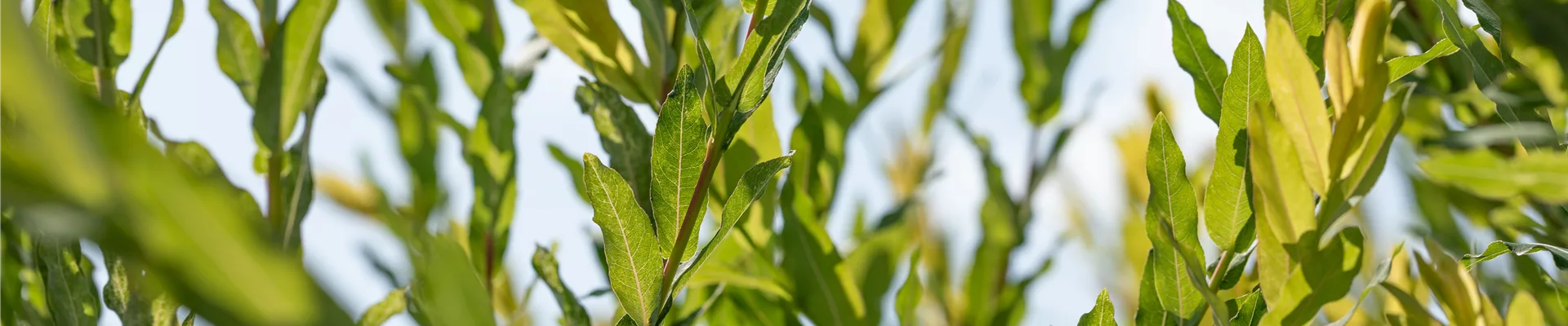 Salix purpurea Salix purpurea