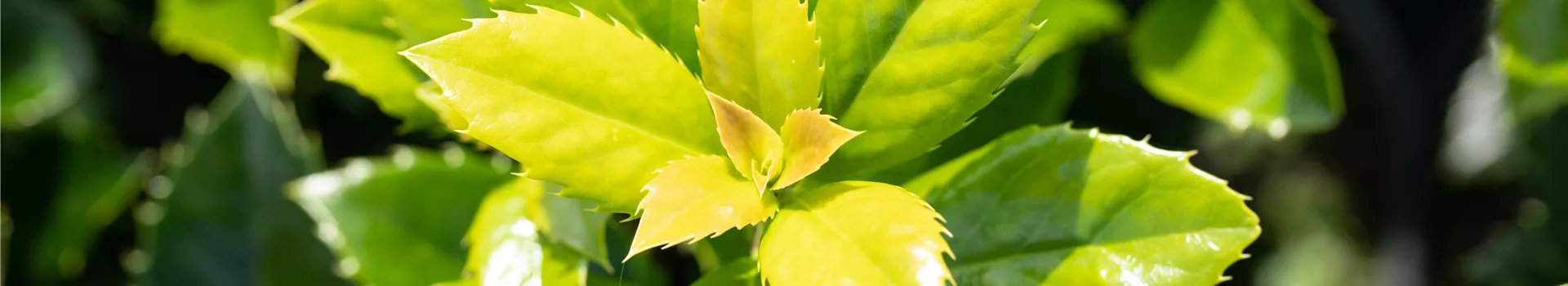 Ilex meserveae 'Heckenfee'®(s)