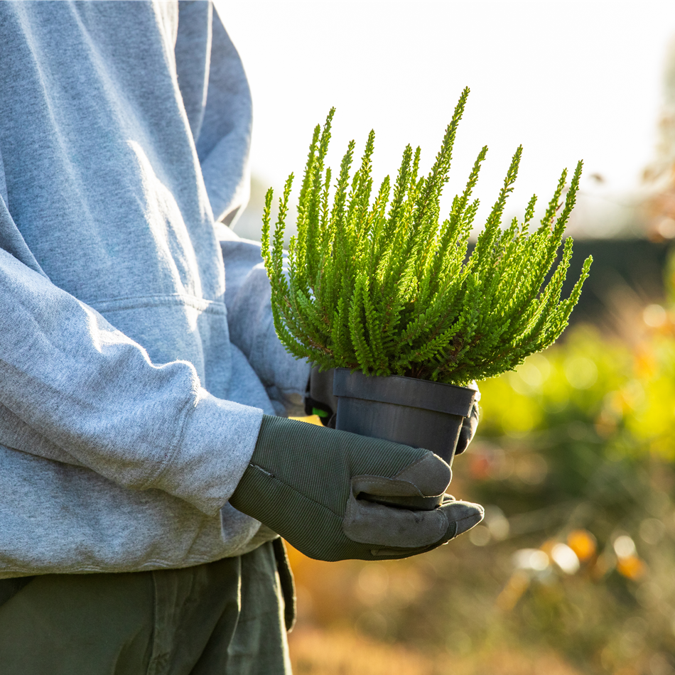 Gärtnermeister Gärtnermeister