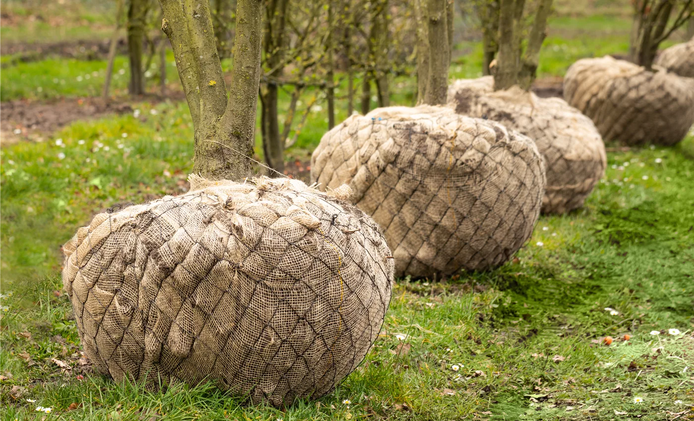 Wurzelballen (GS656318.jpg)