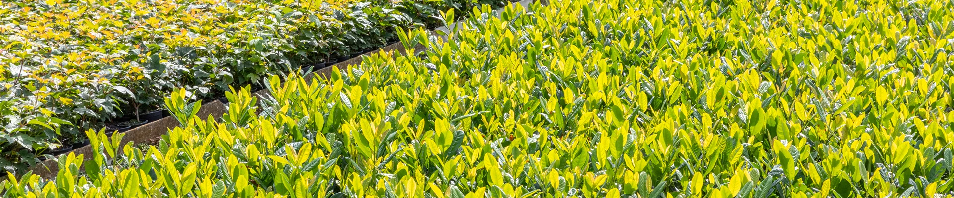 Pflanzen-Quatier in einer Baumschule Pflanzen-Quatier in einer Baumschule