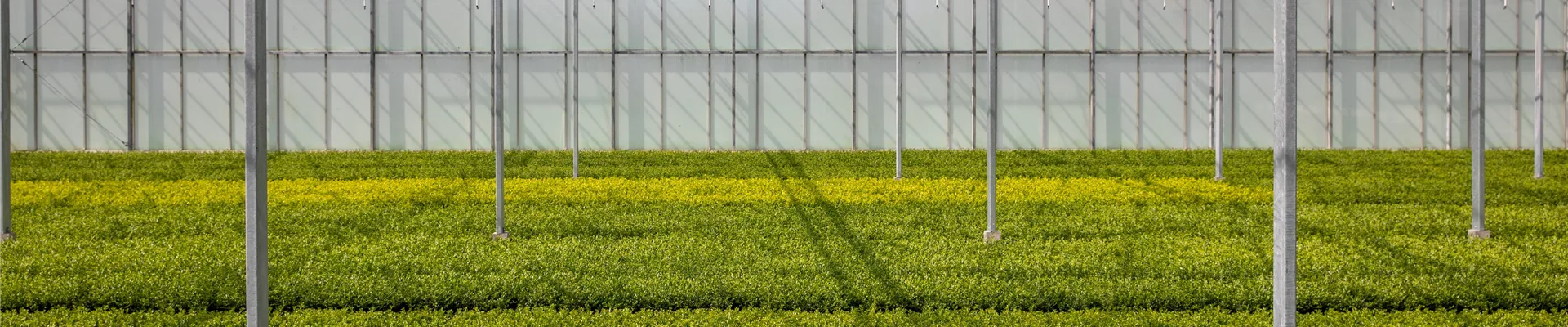 Gewächshaus Gewächshaus