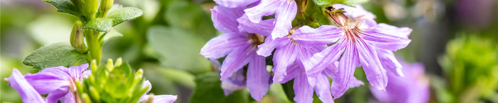 Scaevola aemula, lila Scaevola aemula, lila