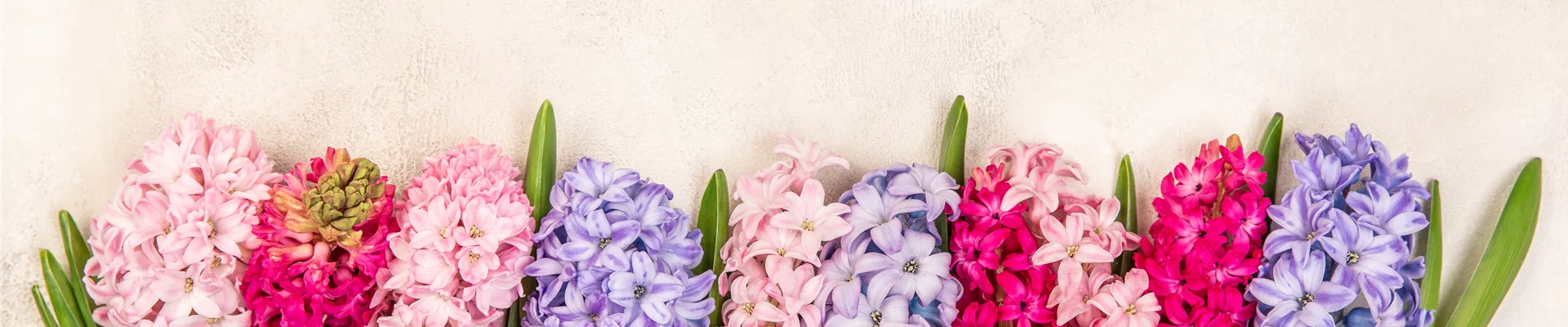 Valentinstag - Hyazinthen Valentinstag - Hyazinthen