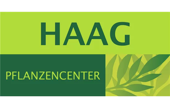 Lactuca sativa var. capitata 'Eissalat'