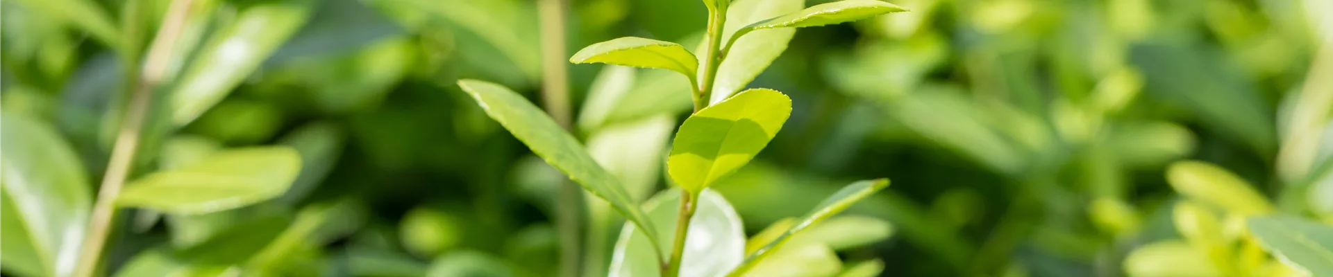 Ilex crenata 'Rotundifolia'