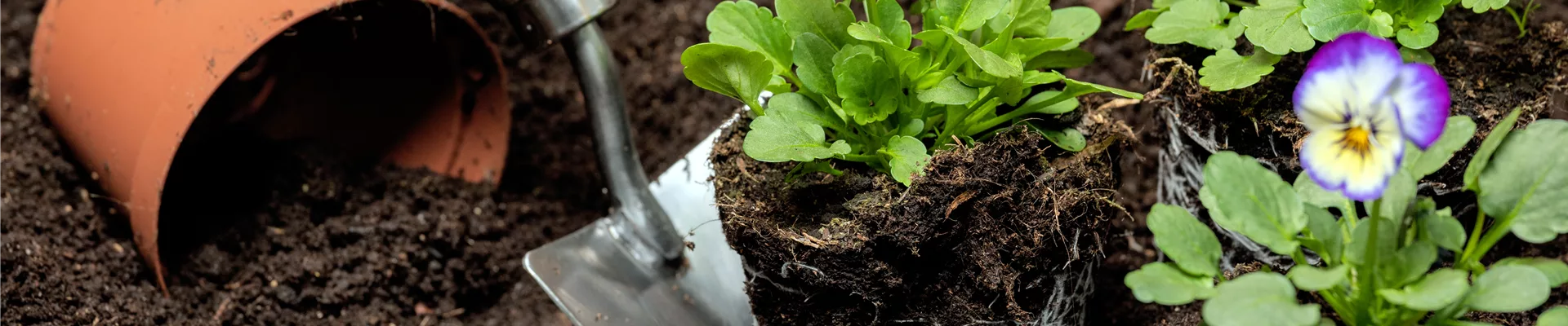 Erde - Hornveilchen einpflanzen