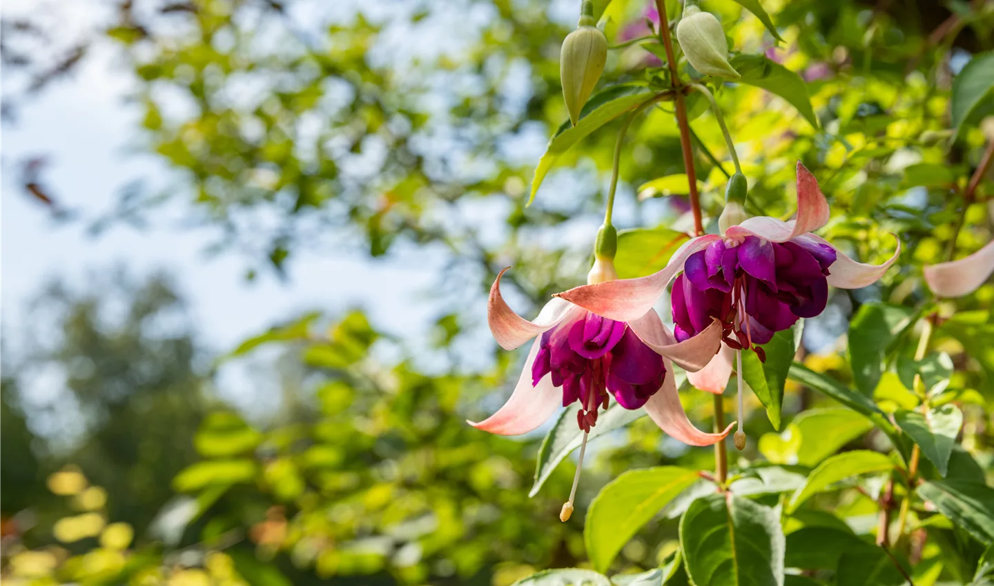 Fuchsia, gefüllt (GS671926.jpg)