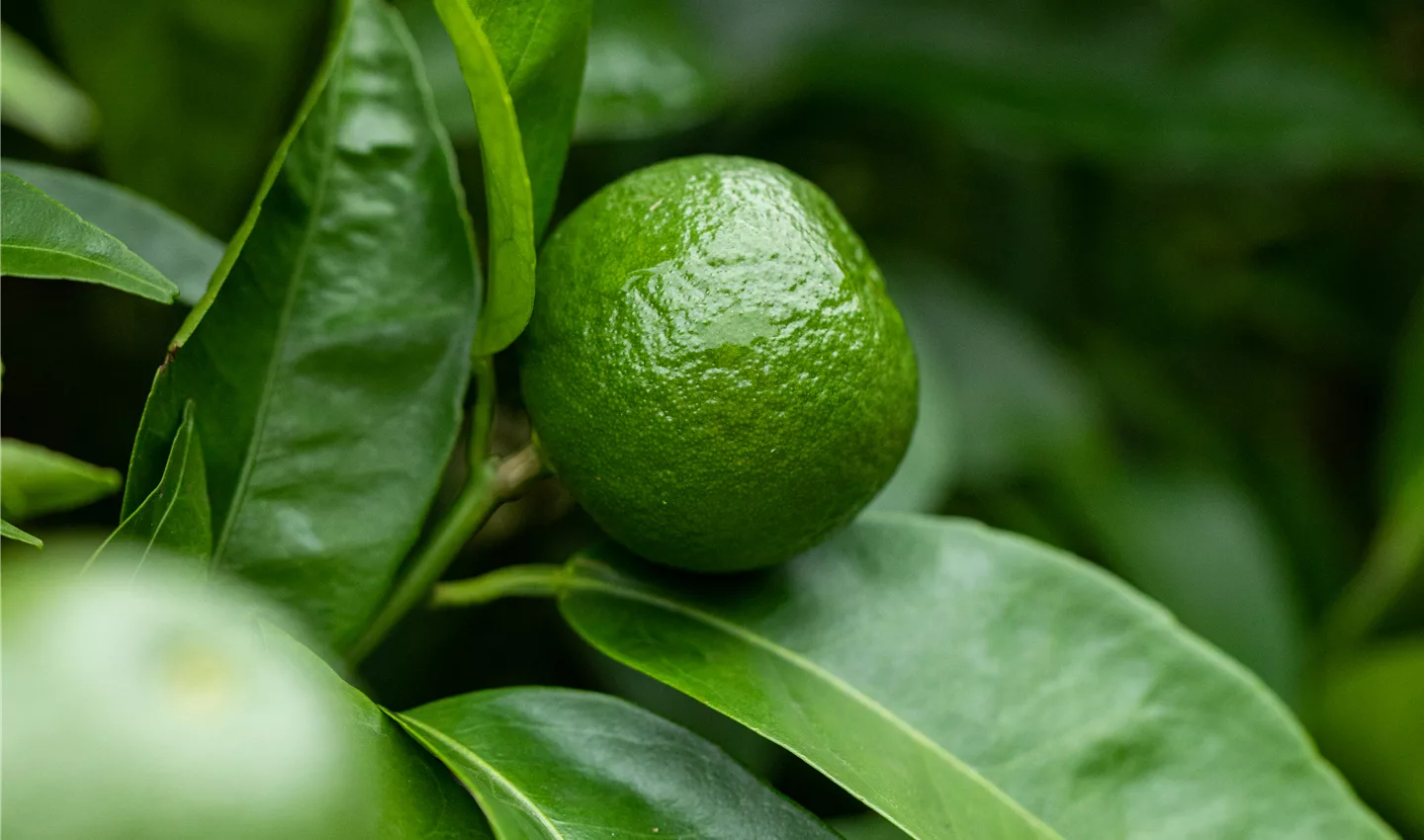 Citrus nobilis (GS674634.jpg)