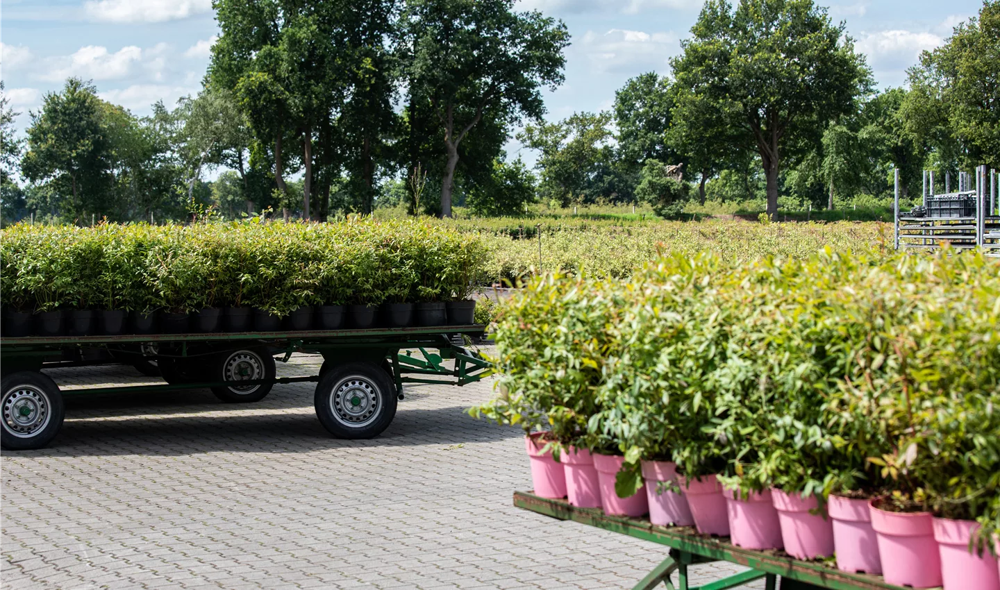 Baumschule - Pflanzen auf Wagen (GS668385.jpg)