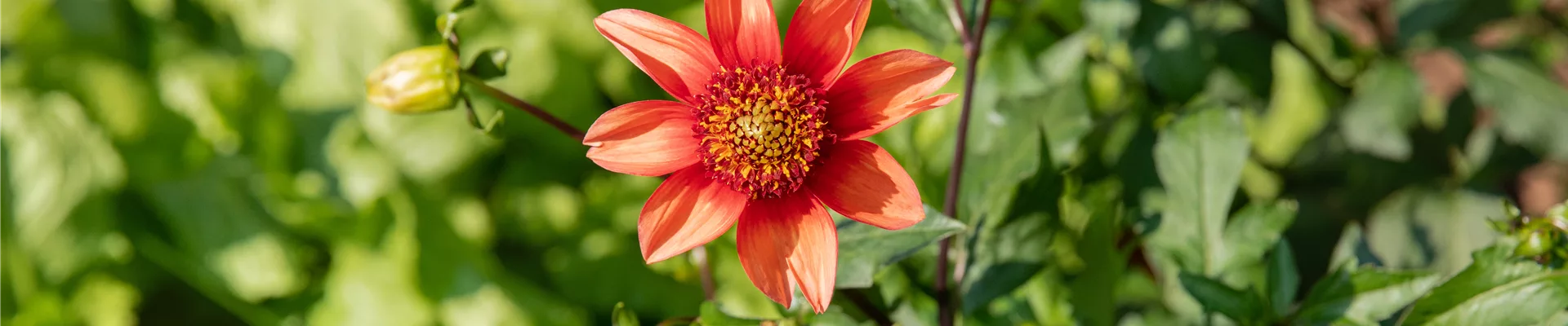 Dahlia Einfach blühend