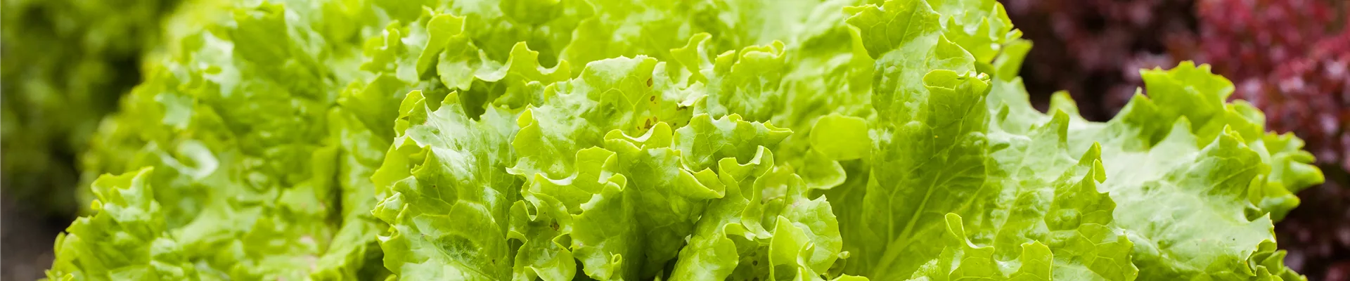 Lactuca sativa var. crispa 'Lollo bionda'